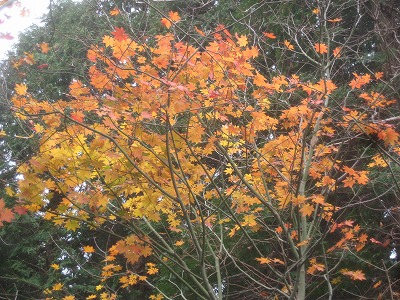 九重・ミソコブシ山の紅黄葉_a0093965_23222199.jpg