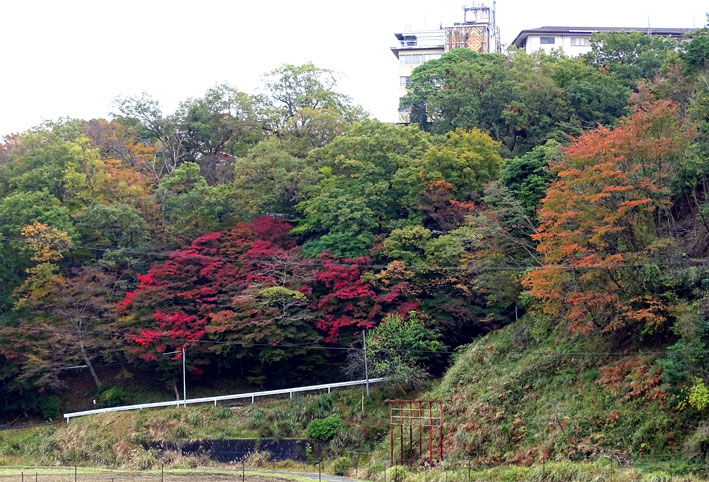 白雲荘の紅葉もこれから_b0145296_12453367.jpg