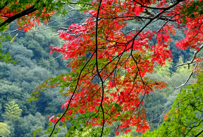 白雲荘の紅葉もこれから_b0145296_12455864.jpg