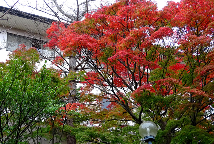 白雲荘の紅葉もこれから_b0145296_1247068.jpg