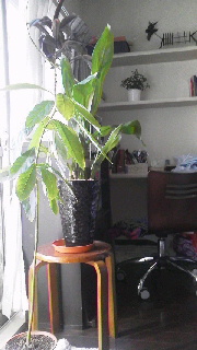 c0161301_10182679.jpg
