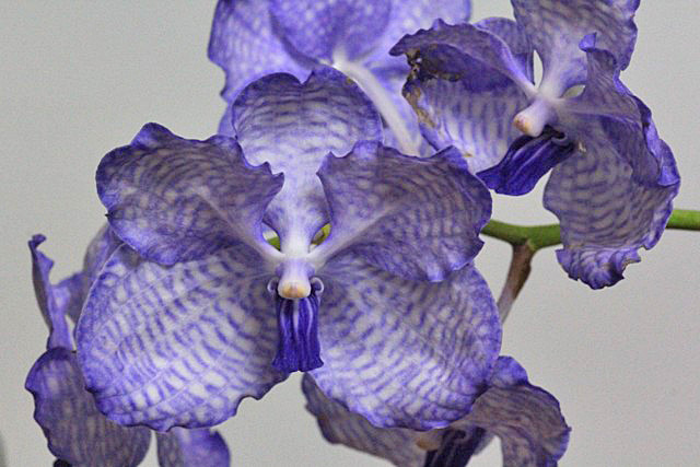 荒れまくり：Vanda.coerulea_d0007501_4575465.jpg