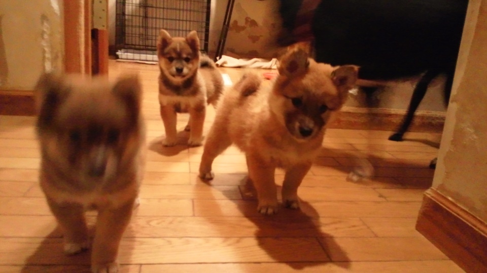 元気な3兄弟参上です!(きょうな&こまつ&さつま)_f0242002_14194234.jpg