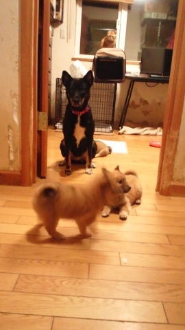 元気な3兄弟参上です!(きょうな&こまつ&さつま)_f0242002_1420612.jpg