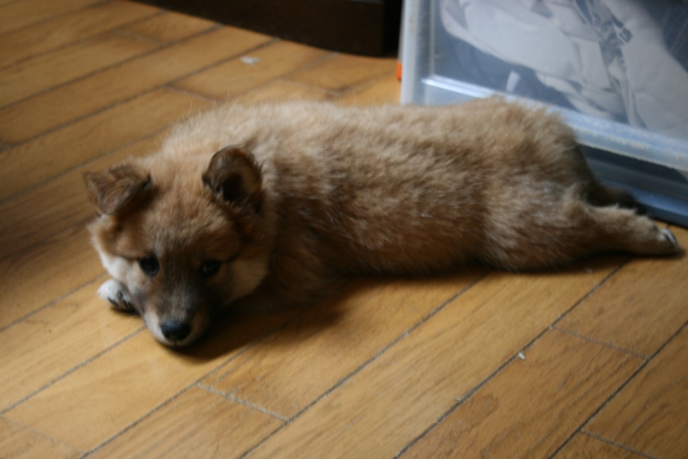 元気な3兄弟参上です!(きょうな&こまつ&さつま)_f0242002_1426545.jpg