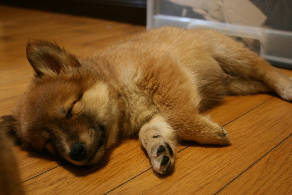 元気な3兄弟参上です!(きょうな&こまつ&さつま)_f0242002_1427189.jpg
