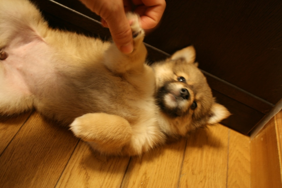 元気な3兄弟参上です!(きょうな&こまつ&さつま)_f0242002_14274248.jpg