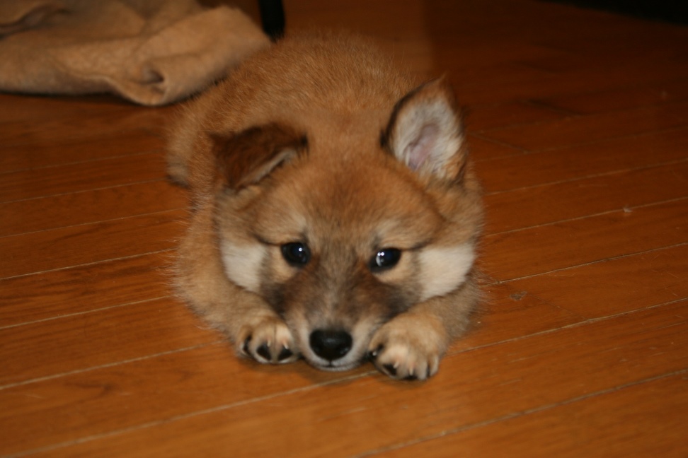 元気な3兄弟参上です!(きょうな&こまつ&さつま)_f0242002_1463886.jpg