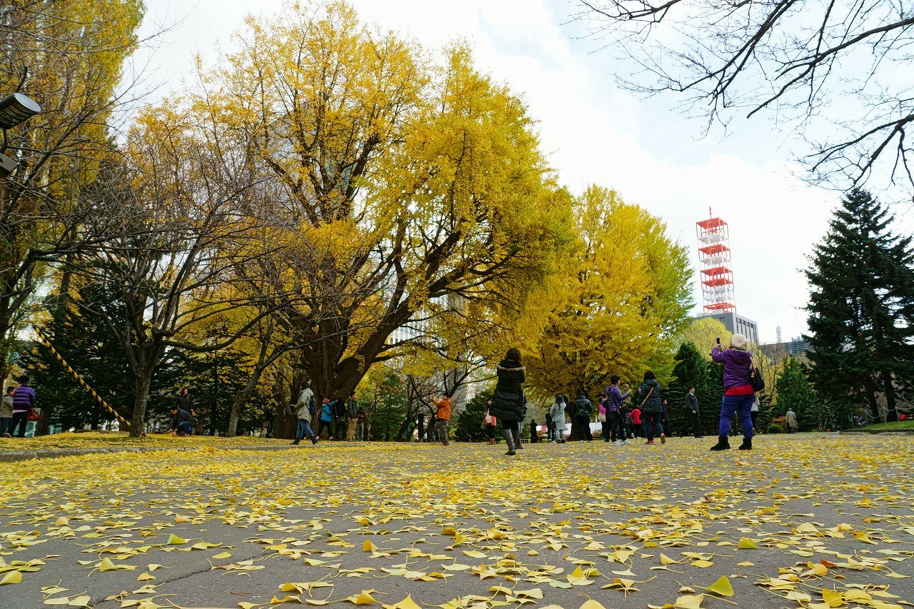 雪の前日の道庁の風景_b0225108_22002838.jpg