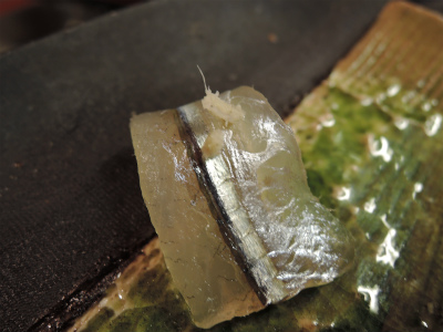 牡蠣の味噌鍋_f0157910_15153779.jpg