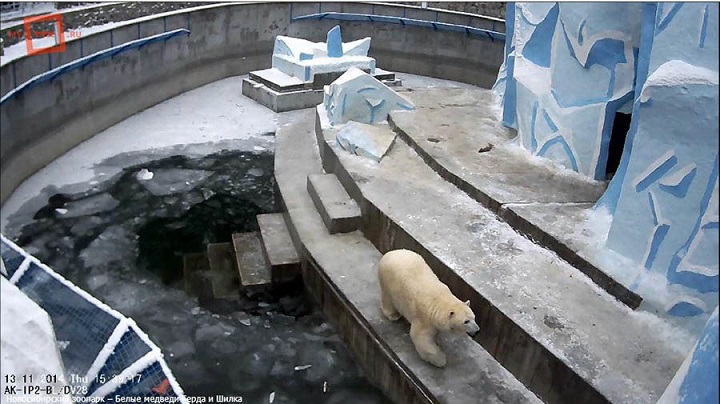 ロシア・ノヴォシビルスク動物園のゲルダとシルカの母娘が本日突然永遠の別れ ~ ゲルダお母さんの動揺_a0151913_21402383.jpg