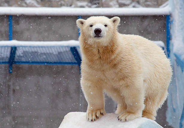 ロシア・ノヴォシビルスク動物園のゲルダとシルカの母娘が本日突然永遠の別れ ~ ゲルダお母さんの動揺_a0151913_22234738.jpg