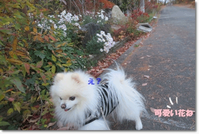 b0167519_15182347.gif
