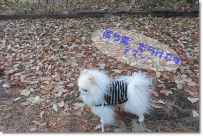 b0167519_152058100.gif