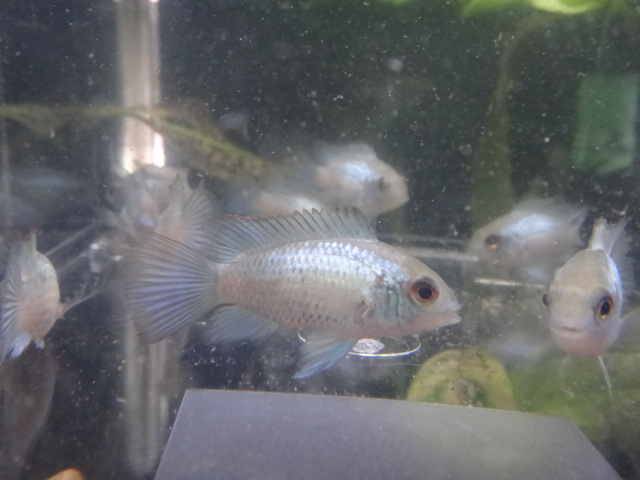 141113 熱帯魚・金魚・淡水魚・水草_f0189122_12513778.jpg
