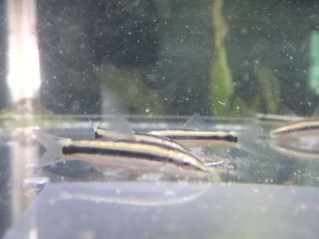 141113 熱帯魚・金魚・淡水魚・水草_f0189122_1255041.jpg