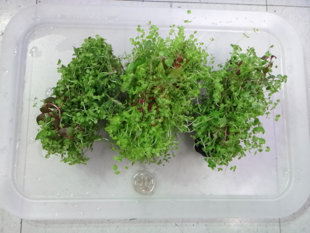 141113 熱帯魚・金魚・淡水魚・水草_f0189122_1257345.jpg