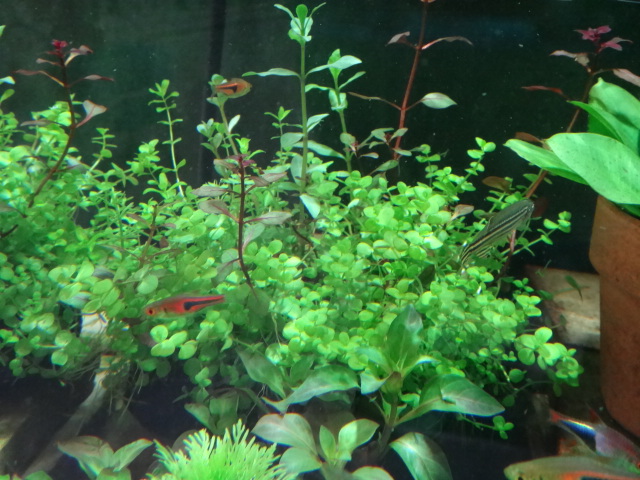 141113 熱帯魚・金魚・淡水魚・水草_f0189122_12581455.jpg