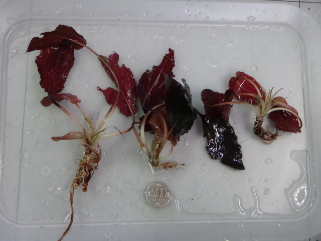 141113 熱帯魚・金魚・淡水魚・水草_f0189122_130255.jpg