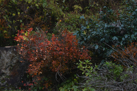 c0093046_1342413.gif