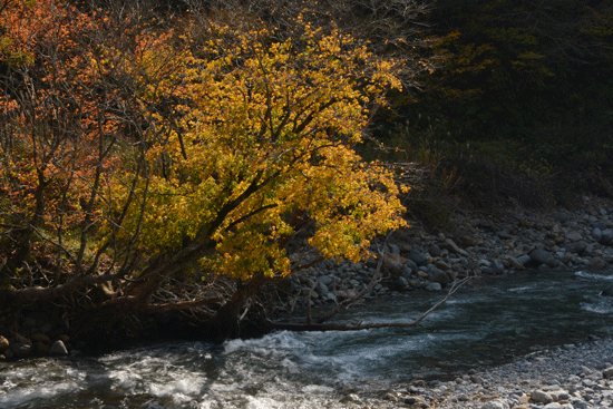 c0093046_1344513.gif