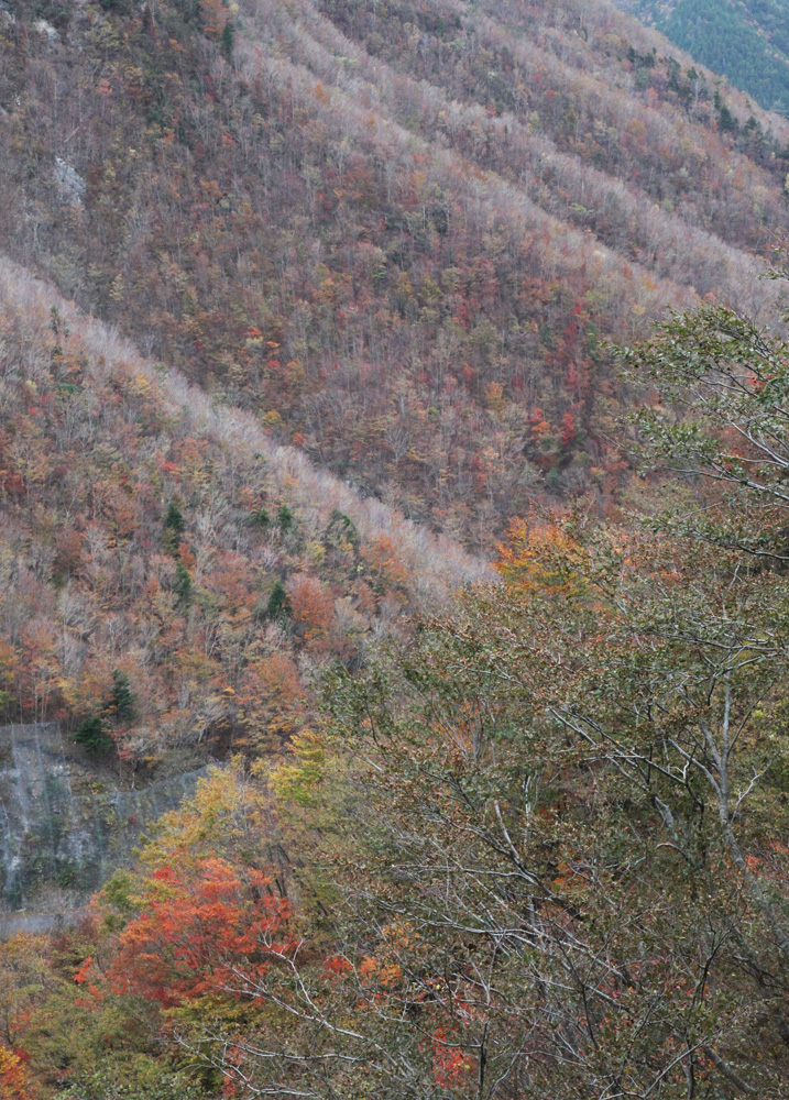 天川村　川迫川渓谷　紅葉_c0108146_21563241.jpg