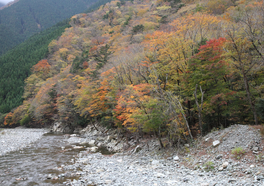 天川村　川迫川渓谷　紅葉_c0108146_21574059.jpg