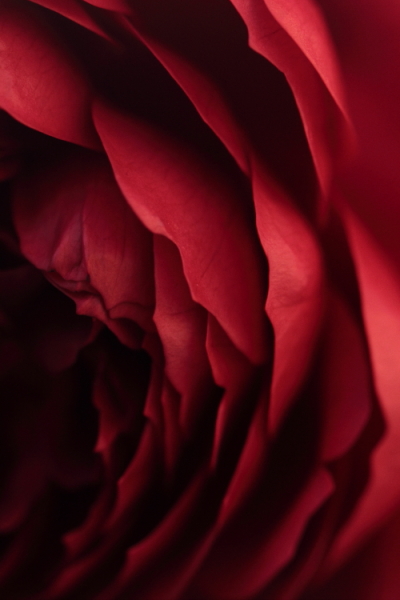 冬薔薇 ふゆそうび 12月に咲いた Rei My Precious Roses