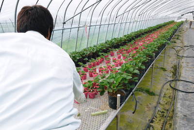 完熟紅ほっぺ イチゴの花が咲き、出荷日が決定しました!!_a0254656_18202628.jpg
