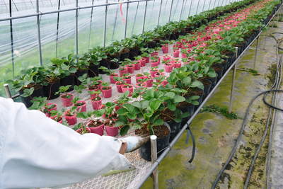 完熟紅ほっぺ イチゴの花が咲き、出荷日が決定しました!!_a0254656_18221534.jpg