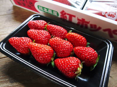 完熟紅ほっぺ イチゴの花が咲き、出荷日が決定しました!!_a0254656_185499.jpg