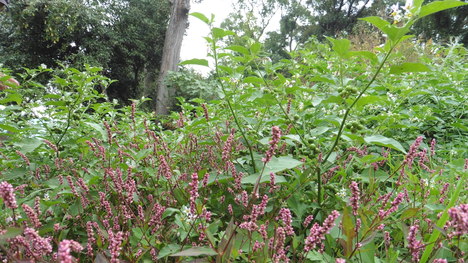 c0125356_0111871.jpg