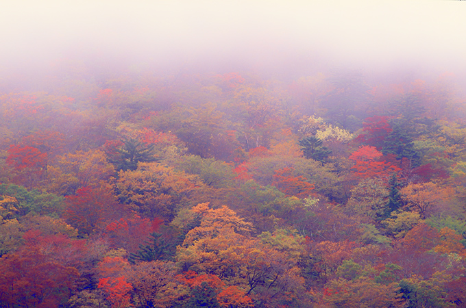 錦秋の山の景色です 四国の山村と自然を撮る 錦秋の山の景色です 四国の山村と自然を撮る