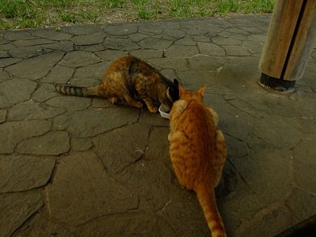 公園内の愛すべきネコたち_a0320564_20543057.jpg