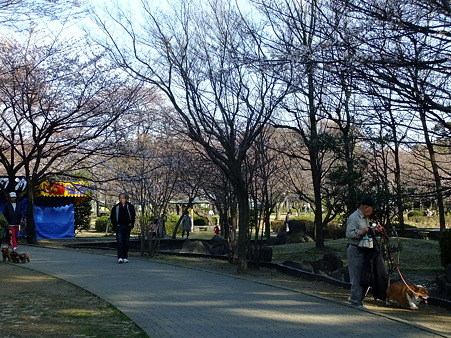 桜の名所巡り、２_a0320564_20561516.jpg