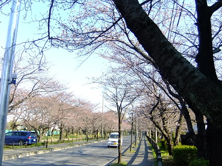 桜の名所巡り、２_a0320564_20561618.jpg