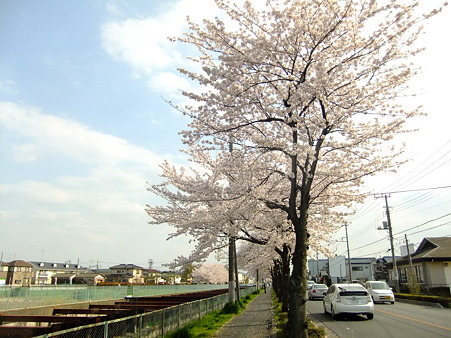 満開の桜、１_a0320564_20571221.jpg