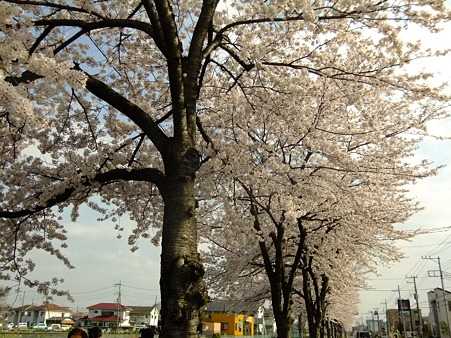 満開の桜、１_a0320564_20571283.jpg