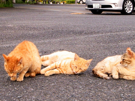 駐車場側のネコたち、2_a0320564_21030039.jpg