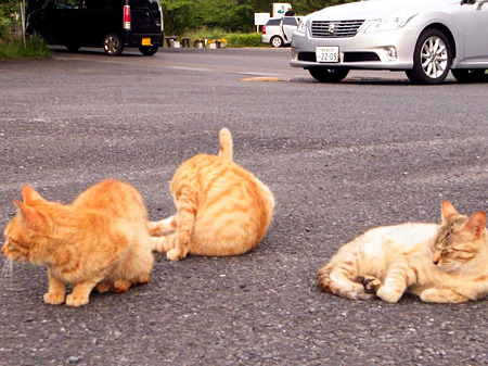 駐車場側のネコたち、2_a0320564_21030111.jpg