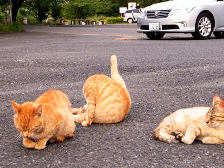 駐車場側のネコたち、2_a0320564_21030197.jpg