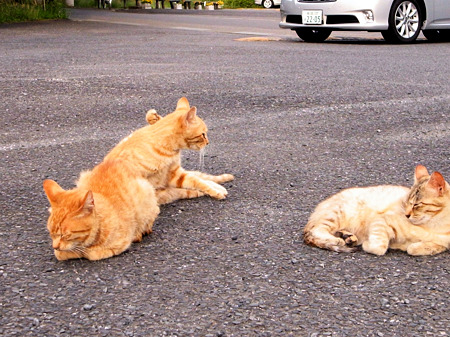 駐車場側のネコたち、2_a0320564_21030229.jpg