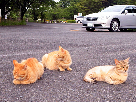 駐車場側のネコたち、2_a0320564_21030342.jpg