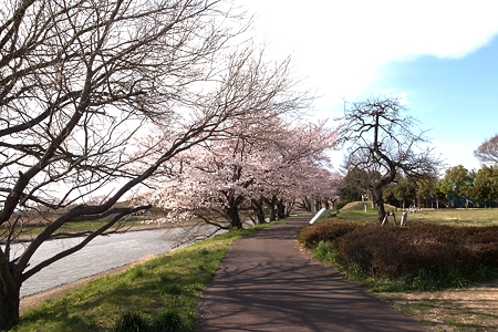近隣の桜巡り～元荒川_a0320564_21072715.jpg