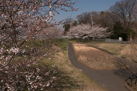 近隣の桜巡り～元荒川_a0320564_21072768.jpg