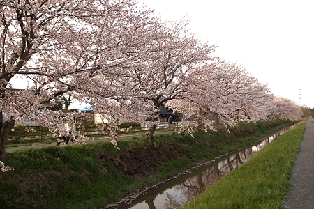 市内桜巡り～庄内領悪水路の桜並木_a0320564_21075744.jpg