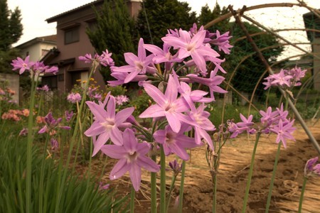 初夏の植物を愛でながら_a0320564_21084020.jpg