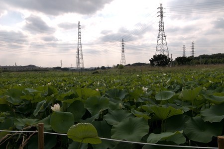 初夏の植物を愛でながら_a0320564_21084371.jpg