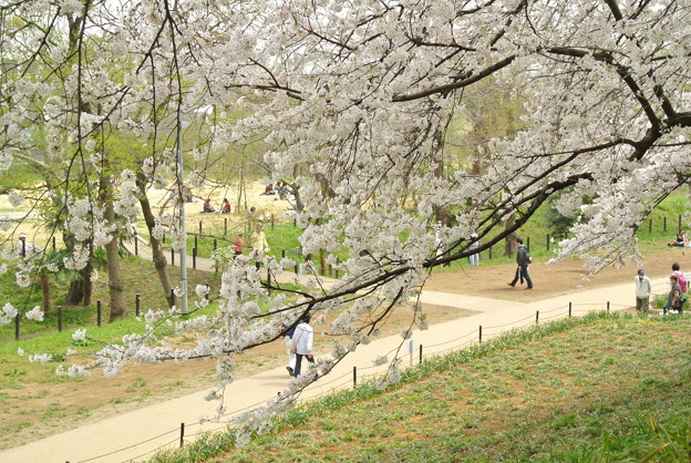 幸手権現堂堤の桜まつり2013_a0320564_21130844.jpg