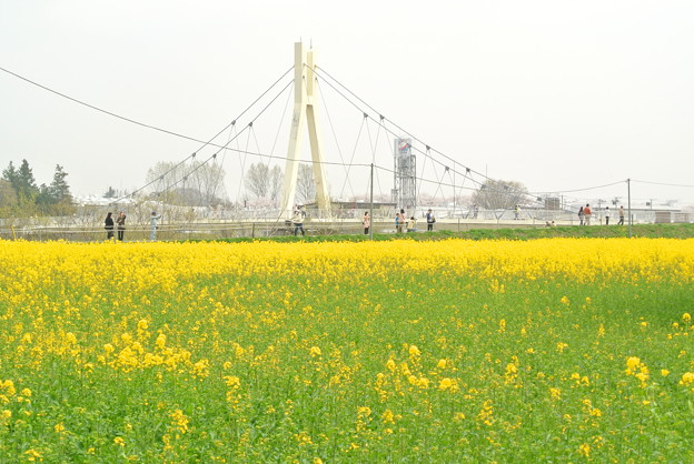 幸手権現堂堤の桜まつり2013_a0320564_21130951.jpg